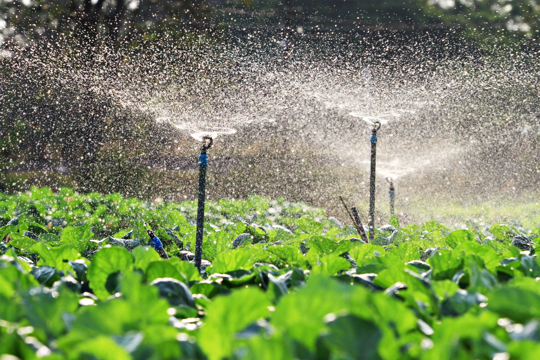 agriculture